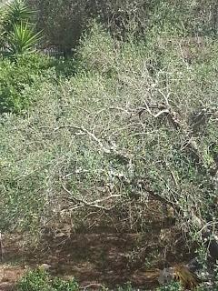 Osservazioni del 3 maggio 2015. SS16 dallo svincolo San Cesario – Cavallino all‘incrocio a Maglie; SS275 da Maglie sino a Montesano Salentino; SP85 sino a Castiglione d’Otranto; SP178 sino a Tricase e SP335 sino a Tricase Porto