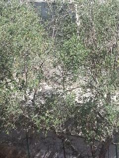 Osservazioni del 3 maggio 2015. SS16 dallo svincolo San Cesario – Cavallino all‘incrocio a Maglie; SS275 da Maglie sino a Montesano Salentino; SP85 sino a Castiglione d’Otranto; SP178 sino a Tricase e SP335 sino a Tricase Porto