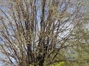 “Renzi vuol cambiare l’Italia. garanzia scaduta”, sonetto Jena Camuna