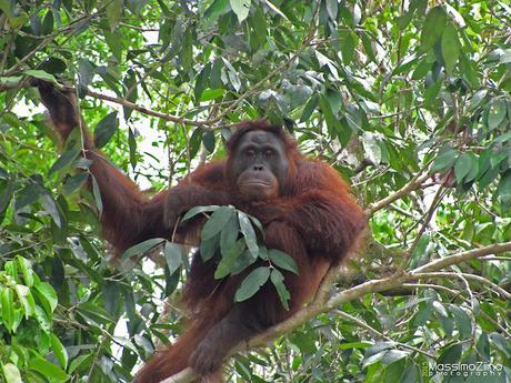 Gli oranghi di Nyaru Menteng: un centro di reintroduzione in Indonesia