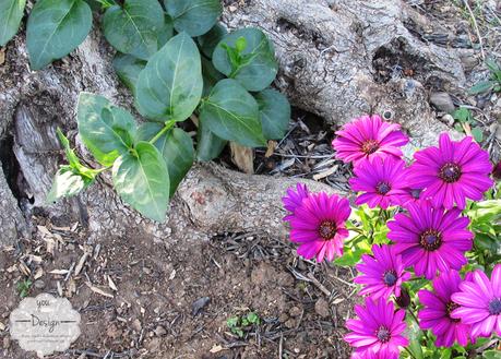 Armonie dei colori…in campagna