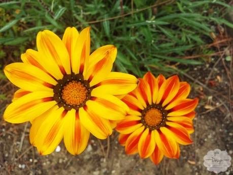 Armonie dei colori…in campagna