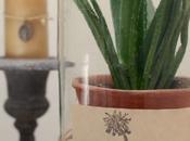 Aloe sottovetro