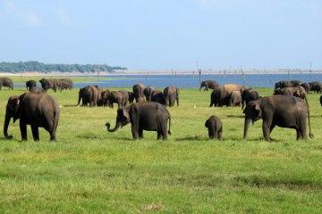 Itinerario tra le città millenarie dello Sri Lanka