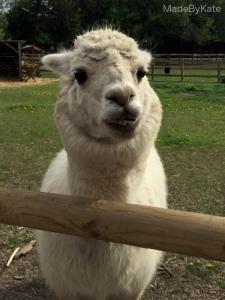 alpaca mudchute farm