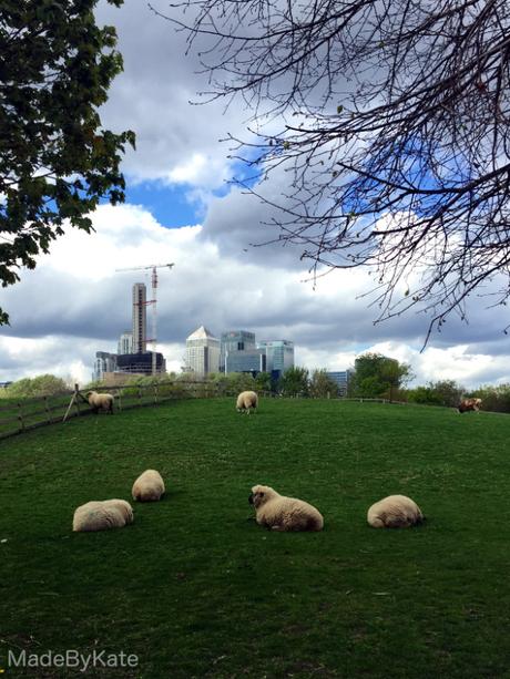 sheep mudchute farm