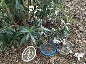 foto dopo passeggiata all'Esquilino abbandono, cacche umane, siringhe molto altro. Esiste un'altra città ridotta questo modo? esiste potete indicare?