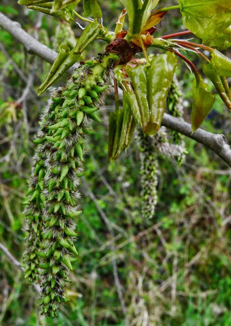 Proteggere la propria sensitività, Aspen il fiore di Bach