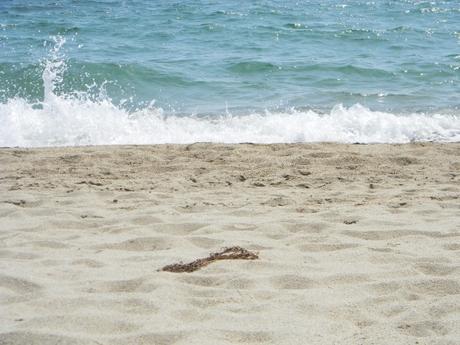 Cile, 12 balene giganti morte spiaggiate nel Golfo di Penas.