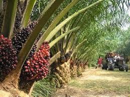 Olio di palma e Africa