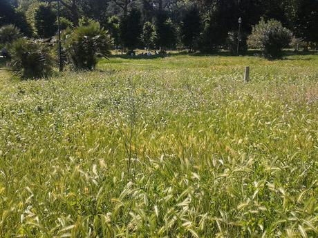 Continua l'estremo stato di abbandono di tutte le aree verdi della città. Tra jungle e savane ecco la situazione a Piramide