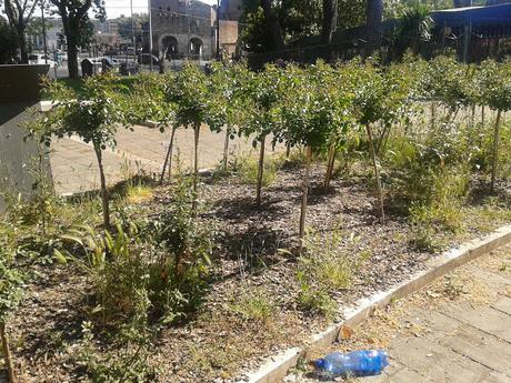 Continua l'estremo stato di abbandono di tutte le aree verdi della città. Tra jungle e savane ecco la situazione a Piramide