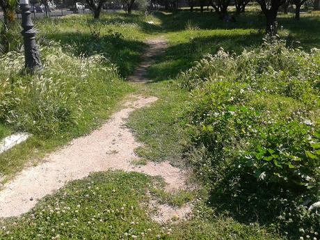 Continua l'estremo stato di abbandono di tutte le aree verdi della città. Tra jungle e savane ecco la situazione a Piramide