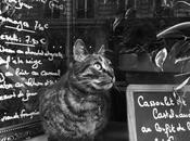 vita segreta gatti Parigi