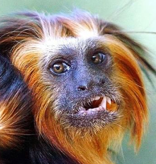 IMPRESSIONANTI DISCENDENZE