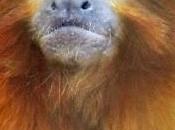 Impressionanti discendenze