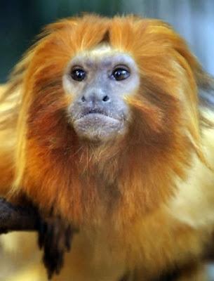 IMPRESSIONANTI DISCENDENZE