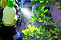 Come fare repellenti e insetticidi naturali per casa, giardino, orto e balcone