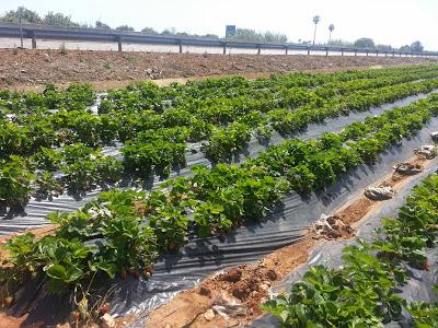 Nella zona ROSSA di Gallipoli: Qualcuno di voi ha avuto nello stesso campo fragole che vegetano e fragole che stentano a crescere magari confinanti con una statale?