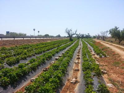 Nella zona ROSSA di Gallipoli: Qualcuno di voi ha avuto nello stesso campo fragole che vegetano e fragole che stentano a crescere magari confinanti con una statale?