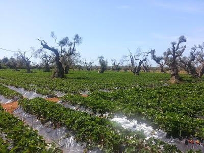 Nella zona ROSSA di Gallipoli: Qualcuno di voi ha avuto nello stesso campo fragole che vegetano e fragole che stentano a crescere magari confinanti con una statale?