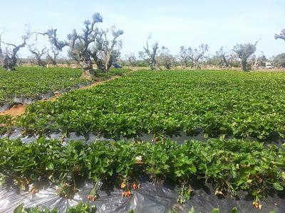 Nella zona ROSSA di Gallipoli: Qualcuno di voi ha avuto nello stesso campo fragole che vegetano e fragole che stentano a crescere magari confinanti con una statale?