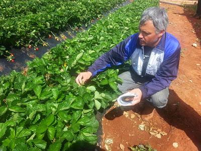 Nella zona ROSSA di Gallipoli: Qualcuno di voi ha avuto nello stesso campo fragole che vegetano e fragole che stentano a crescere magari confinanti con una statale?