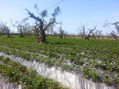 Nella zona ROSSA di Gallipoli: Qualcuno di voi ha avuto nello stesso campo fragole che vegetano e fragole che stentano a crescere magari confinanti con una statale?