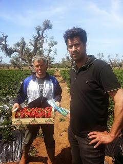 Nella zona ROSSA di Gallipoli: Qualcuno di voi ha avuto nello stesso campo fragole che vegetano e fragole che stentano a crescere magari confinanti con una statale?