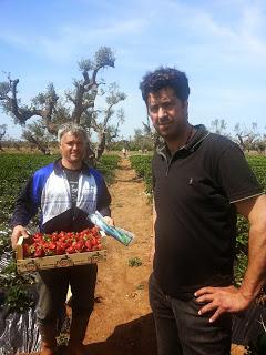 Nella zona ROSSA di Gallipoli: Qualcuno di voi ha avuto nello stesso campo fragole che vegetano e fragole che stentano a crescere magari confinanti con una statale?