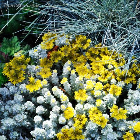 lacaccavella,Perugiaflowershow, perugia, flower, fiori, piante, plantes, garden, gardening, giardinaggio, green, verde