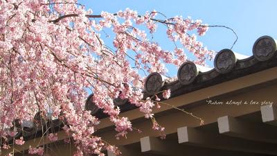 Sakura, Daigoji