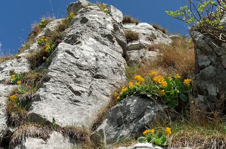 GRAN MONTE Sella Kriz