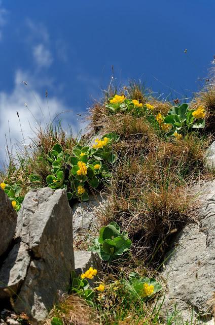 GRAN MONTE Sella Kriz