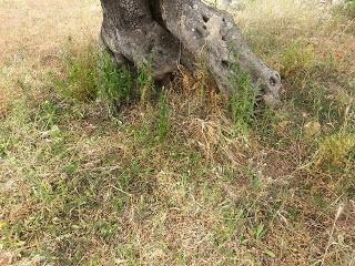 Philaenus spumarius osservazioni della presenza su olivo in San Cesario di Lecce e Lequile del 16 maggio 2015.