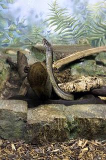 Rubrica: Scatti dal mondo