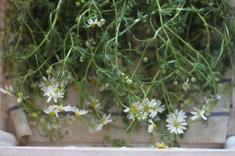 Tisane per l’inverno IMG_4859