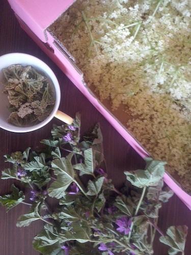 Tisane per l’inverno CAM00344