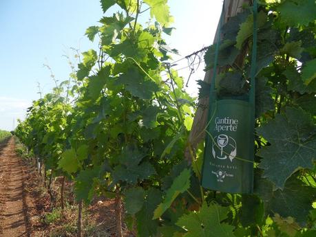 Cantine Aperte 2015. Tutti gli appuntamenti in Campania!