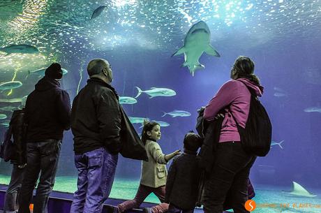 Tunnel 70 metri con squali | Acquario Valencia