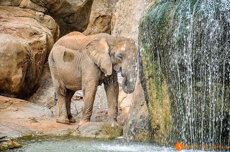 Elefante nel Bioparc di Valencia | cosa fare a Valencia