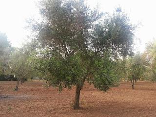 Philaenus spumarius osservazioni della presenza su olivo in Gallipoli, Taviano, Alezio e Matino del 18 maggio 2015.