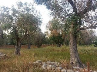 Philaenus spumarius osservazioni della presenza su olivo in Gallipoli, Taviano, Alezio e Matino del 18 maggio 2015.