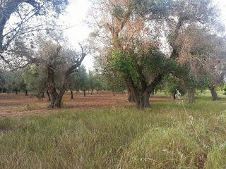 Philaenus spumarius osservazioni della presenza su olivo in Gallipoli, Taviano, Alezio e Matino del 18 maggio 2015.