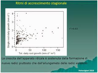 Stagionalità nello sviluppo delle radici di olivo