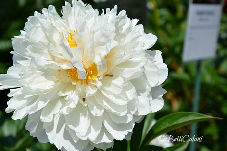 il fiore del mese: passeggiare tra le peonie