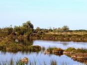 Camargue