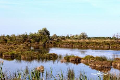 La Camargue