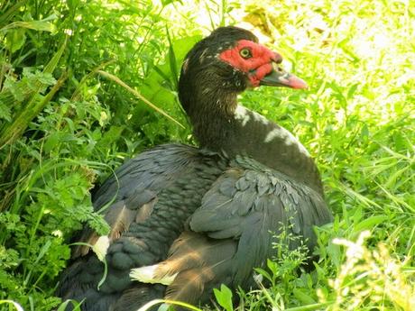 A Sunday on the small lake and ... Two clocharme in my garden