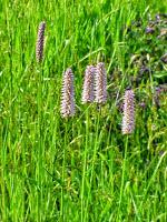 La Bistorta, naturale antinfiammatorio che aiuta il microcircolo